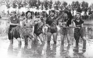 FÒRUM DELS CLÀSSICS DEL CINEMATÒGRAF: 'ARROZ AMARGO' @ Sala debat Pep Torrent